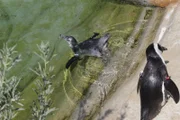 Penguins on exhibit.