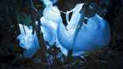 Der erste Nachtfrost kann Wasser im Inneren von manchen Pflanzen gefrieren lassen, den Stamm sprengen und bizarre Skulpturen bilden.