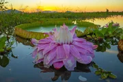 Die Bl¸te der Riesenseerose f‰rbt sich nach der Best‰ubung rosa.