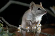 Die Kammschwanz-Beutelmaus, ein gefräßiges Raubtier der Wüste