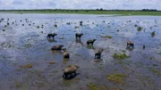 Capybara    +++