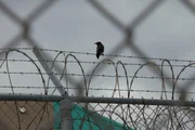 Puerto Rico: A crow on barbwire.