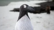 Der gro&szlig;e Auk