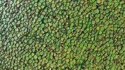Riesenseerosen sind ‰uﬂerst erfolgreich und haben von einer Wasserfl‰che im Pantanal-Feuchtgebiet in Brasilien praktisch alle anderen Pflanzen verdr‰ngt.