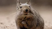 Degu    +++