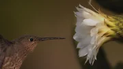 Colibri