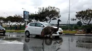 In vielen Regionen der Welt stellen frei herumlaufende Wildtiere eine ernsthafte Gefahr für alle Verkehrsteilnehmer dar.