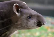 Das Tapirmädchen Maja macht einen großen Bogen um das Wasserbecken und ziert sich, ob sie ins Wasser gehen soll oder nicht.