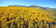 Wenn sich im Herbst die Laubb‰ume verf‰rben, wie diese Zitterpappeln in Colorado/USA, l‰sst der Winter nicht mehr lange auf sich warten.