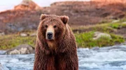 Braunbär