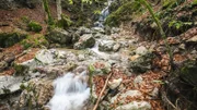 Ganz versteckt in der Region der Waldheimat gibt es noch einen unzugänglichen Urwald, der von jeder forstlichen Bewirtschaftung ausgeschlossen ist. Die wasserreiche Waldheimat ist durchzogen von vielen kleinen Wasserläufen und Quellen.