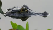 Krokodil    +++