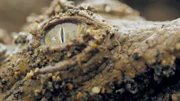 Krokodil