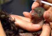 Ein gefundener Baby-Mungo wird zärtlich aufgepeppelt.