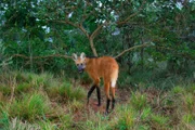 Nachdem auf einer ehemaligen Farm in Brasilien wieder Wald wachsen durfte, haben sich viele Wildtiere wie etwa der M‰hnenwolf angesiedelt.