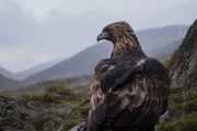 Adler