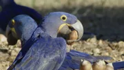 Blauaras    +++
