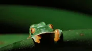 Frosch
