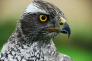Greifvogel