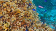 Fische    +++