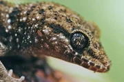 Geckos können auch in der Nacht hervorragend sehen.