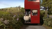 Ein Bus voller Schafe. Aber wohin wollen sie denn?