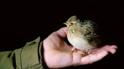Früher war die Nacht dunkel und zum Schlafen da. Heute ist sie erfüllt vom Leben und Licht der Menschen. Von oben betrachtet beginnt nach Sonnenuntergang ein einzigartiges Schauspiel aus Licht und Dunkelheit. „Mitteldeutschland bei Nacht“ zeigt atemberaubende Luftaufnahmen unserer nächtlichen Heimat und erzählt Geschichten, die sich nur im Schutz der Dunkelheit abspielen. Die beringte Feldlerche darf weiter fliegen.