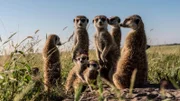 Eine Bande Meerkatzen überwachen ihre Umgebung.