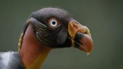 Königsgeier    +++