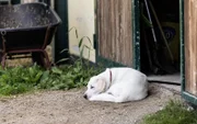 Hund