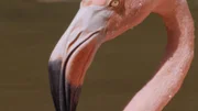 Flamingo    +++