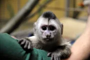 ARD/rbb PANDA, GORILLA & CO. (18), "Loslassen - Geschichten aus dem Zoo und Tierpark Berlin", am Mittwoch (30.04.14) um 11:35 Uhr im ERSTEN. Beim Kapuzineräffchen Sina (Foto) ist der Abnabelungsprozess von den Tierpflegern noch immer in vollem Gange. Täglich wird mit dem fünf Monate alten Flaschenkind das Alleinsein trainiert, denn das Loslassen fällt beiden Seiten schwer. Gleichzeitig versuchen die Tierpfleger, Sina schrittweise an den Kontakt mit ihren Artgenossen zu gewöhnen.