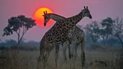 Zwei Giraffenbullen tragen einen Kampf im Sonnenuntergang aus.