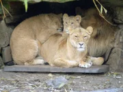 Löwenfamilie im Zoo Münster.