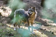"Der Ranger - Paradies Heimat", "Wolfsspuren." Nach lehrreichen Jahren als Ranger in Kanada beschützt Jonas Waldek seit kurzem die einzigartige Flora und Fauna seiner sächsischen Heimat. Oft genug stößt er dabei an eng gesteckte Grenzen. Unternehmer Karl Nollau will in Jonas' Revier eine alte Mine reaktivieren. Als ein Wolf im Nationalpark auftaucht, schließt sich Verhaltensbiologin Emilia Jonas' Kampf um den Erhalt der Schutzzone an. Doch Nollau hat ein starkes Druckmittel in der Hand: Ihm gehört der Grund, auf dem Jonas zusammen mit seiner Mutter Monika, seiner verwitweten Schwägerin Rike und seinem Neffen Lukas lebt.