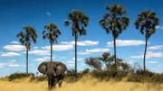 Ein einsamer Elefant zieht durch das lange, trockene Gras. Eine Reihe Lala Palmen.