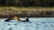 Ein Bindenwaran schwimmt über einen Bachlauf.