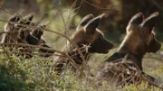 Mit ihren großen Ohren hören Afrikanische Wildhunde jede Bewegung im Busch: Da ihre Rudel häufig sehr groß sind - dürfen sie keine Gelegenheit zur Jagd auslassen.