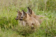 Löffelhunde am Mount Suswa im Rift Valley