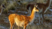 Guanako im Torres del Paine Nationalpark.