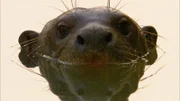 "Riesenotter haben eines der höchst entwickelten Sozialsysteme im Tierreich. Auch bei der Jagd arbeiten sie zusammen: Sie schwimmen um eine Gruppe Fische herum und kreisen sie immer enger ein. So lässt sich die Beute in dem trüben Wasser leichter fangen."