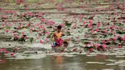 In Kambodschas Wassergräben hat sich die Wasserhyazinthe ausgebreitet. Eine invasive Pflanzenart, die anderen Lebewesen Licht und Sauerstoff entzieht.