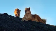 Ein Puma-Weibchen mit Jungtier. Pumas kommen in Nord- und Südamerika vor und sind in nahezu allen Habitaten zu finden. Eine Puma-Mutter lebt mit ihren Jungen bis zu 20 Monate zusammen. Die restliche Zeit über sind sowohl Männchen als auch Weibchen Einzelgänger.