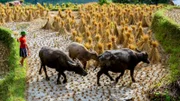Reisfarmer in der Provinz Ha Giang im Norden Vietnams: Der Wasserbüffel ist immer dabei.