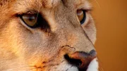 Portrait eines Pumas. Der Puma ist die viertgrößte Katze der Welt und die größte Südamerikas.