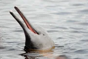Der Boto, der Amazonas-Flussdelfin, ist perfekt an die Unterwasserwelt im Fluss angepasst. Seine Halswirbel nicht miteinander verbunden, so dass er sich um Wurzeln und Äste herumschlängeln kann. Außerdem jagt er in dem trüben Wasser per Echoortung.