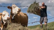 Der Bauer füttert die Kühe.