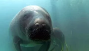 ARD/NDR MYTHOS AMAZONAS, "Grüne Hölle oder Paradies", am Montag (30.05.11) um 20:15 Uhr im ERSTEN. Für viele Tiere bedeutet die jährliche Überschwemmung des Amazonasgebiets Stress. Die Seekuh dagegen hat endlich Raum und bringt in dieser Zeit ihre Jungen zur Welt. In der Trockenzeit ist ihr Lebensraum auf einige kleine Tümpel beschränkt.