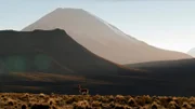 Vikunja im Lauca Nationalpark in Nordost-Chile. Vikunjas sind Kleinkamele, die an das Leben in extremen Höhen zwischen 3.500 und 5.500 m angepasst sind.