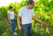 Winzer Gianluca und seine Frau Christina im Weinberg in Geldern.